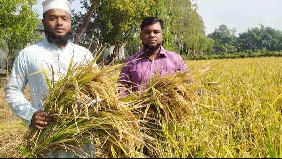 গোল্ডেন ধান চাষ করে সফল মধুপুরের  শফিকুল ইসলাম