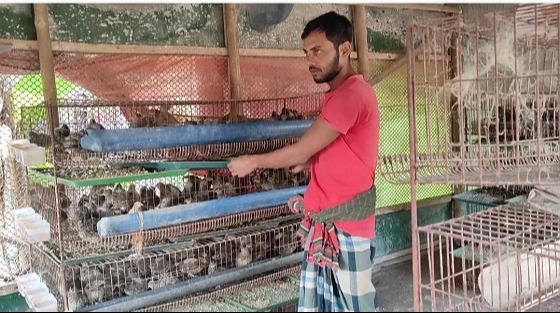 কোয়েল পালন এখন সফল উদ্যোক্তা সাবিনা বেগম