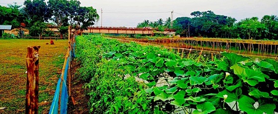 ডুমুরিয়ায় বিল ডাকাতিয়া এখন কৃষকের অভিশাপ