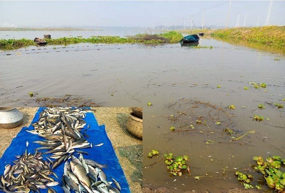 সাঁথিয়ায় মাছের সাথে এ কেমন শত্রুতা
