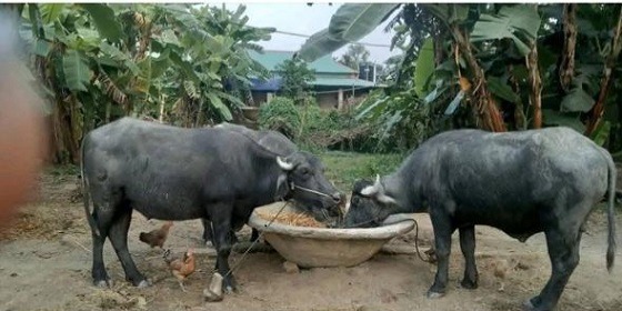 গফরগাঁওয়ে কৃষকের দুটি মহিষ চুরি