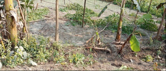 মান্দায় শত্রুতার জেরে গাছ কেটে সাবাড়