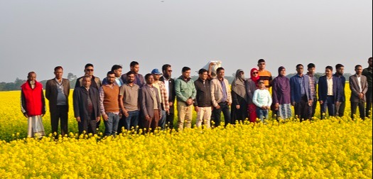 মাঠে মাঠে সরিষা হলুদের সমারোহ