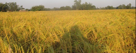 কাহারোলে বাতাসে দুলছে আমন ধান
