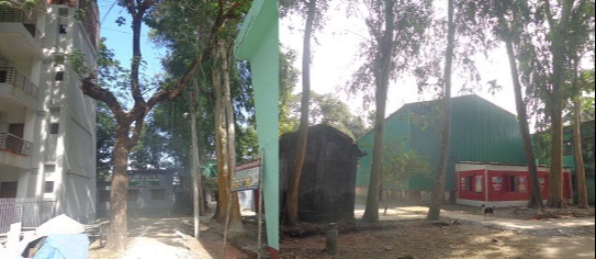 ফুলবাড়ী গাছ অতি পুরাতুন হওয়ায় ভবনগুলি ঝুকির মধ্যে