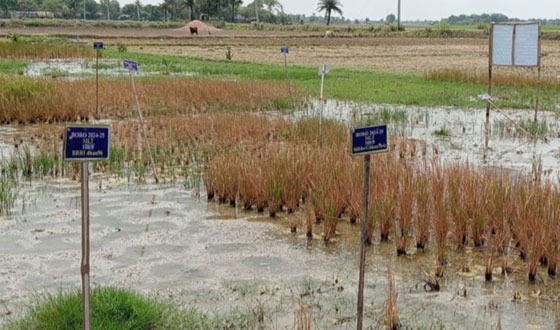 সাতক্ষীরায় কৃষি জমিতে মাত্রারিক্ত লবণের কারণে দুশ্চিন্তায় গবেষকরা