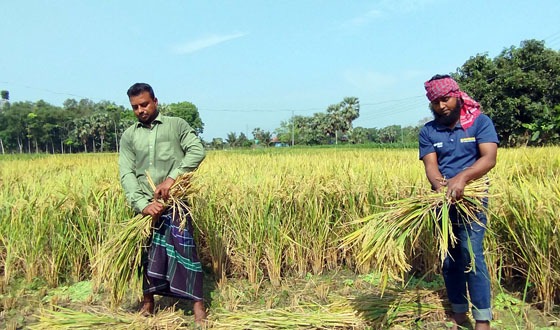 নতুন বছরের আগেই নড়াইলে শুরু হয়েছে বোরো ধানকাটা