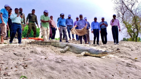 রাজশাহীর পবায় দেশের প্রথম  ঘড়িয়াল প্রজনন কেন্দ্র