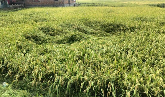 সাতক্ষীরায় কৃষকের পাকাধানে মই দিয়েছে বৈশাখী ঝড়-বৃষ্টি