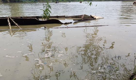 পোরশায় পুকুরে কীটনাশক প্রয়োগে ৯ লক্ষাধিক টাকার মাছ নিধন