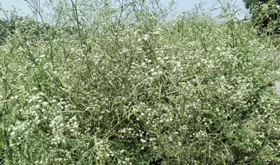 কালীগঞ্জে পার্থেনিয়াম গাছে বিষাক্ত ফুল,সতর্ক করল কৃষি বিভাগ