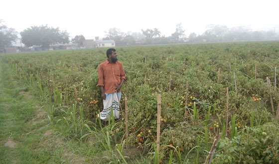 কাহারোলে টমেটোর বাম্পার ফলন, উৎপাদন খরচ উঠছে না কৃষকের