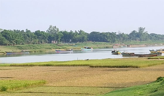 দুর্গাপুর সোমেশ্বরী নদীর বুকে ধানের আবাদ