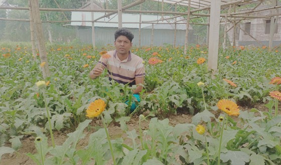 কালীগঞ্জে জারবেরা  ফুল চাষে সফল কৃষি উদ্যেক্তা শামিম