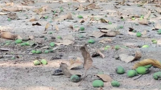 রাজশাহীতে গাছেই শুকিয়ে ঝরছে আমের গুটি