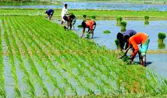 কাহারোলে আমন ধানের চারা রোপনে ব্যস্ত কৃষক