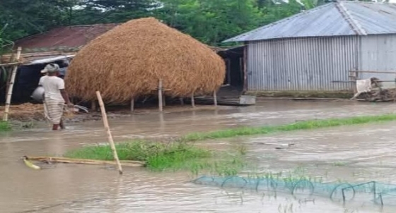রাজশাহীতে বাড়ছে পদ্মা নদীর পানি, গবাদিপশু নিয়ে বিপাকে চরবাসী