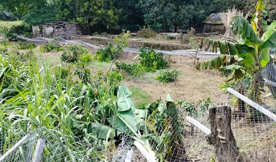 মেহেরপুরে ৩০টি আমগাছ কাটার ঘটনায় মামলা