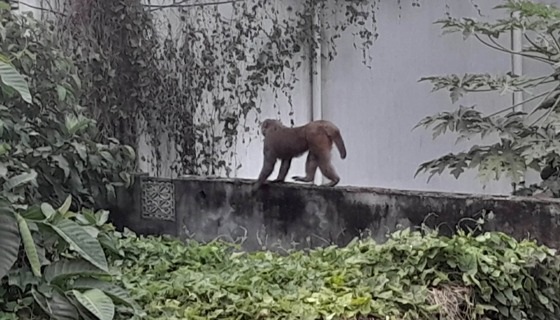 সুজানগর পৌরসভায় বানর আতঙ্ক