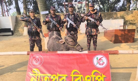 পোরশায় বিজিবি কতৃক ভারতীয় গরু আটক