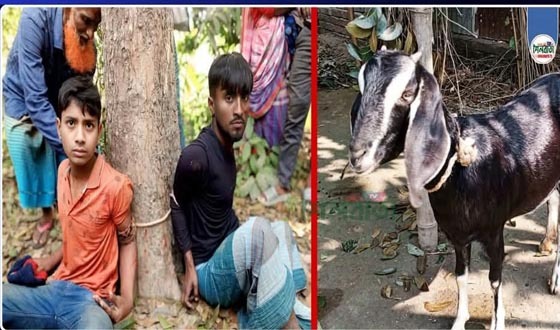 শৈলকুপায় ছাগল চুরি করতে গিয়ে আটক ২