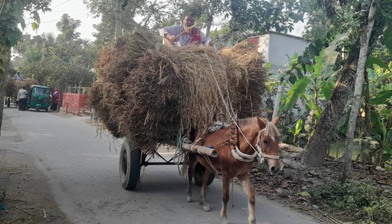 সুজানগরে কৃষিপণ্য পরিবহণে জনপ্রিয় হয়ে উঠছে ঘোড়ার গাড়ী
