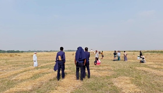 বরিশালের চরের জমির ধান কেটে নিয়ে যাচ্ছে ভূমিদস্যুরা