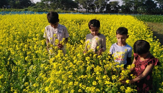 হোসেনপুরে অসময়ে বৃষ্টিতে কমেছে সরিষা চাষ