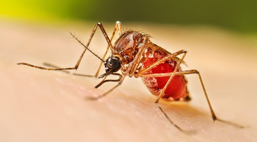 ডেঙ্গুতে আরও একজনের মৃত্যু, ২৪ ঘণ্টায় হাসপাতালে ২৪০