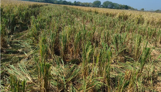 আশাশুনির বুড়িয়ায় ডিসিআরকৃত জমির কাচা ধান কেটে নিয়েছে প্রতিপক্ষ