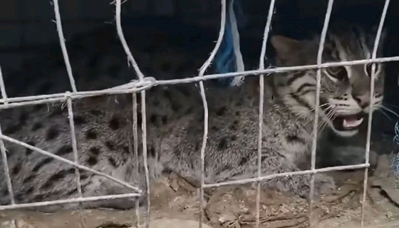 কলারোয়ার উফাপুর গ্রাম থেকে মেছোবাঘ আটকের পর অবমুক্ত