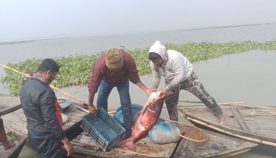 জবই বিলে দীর্ঘ কয়েক মাস মাছ ধরা বন্ধ থাকার পর মাছ ধরা শুরু