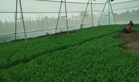 শেরপুরে পলিনেট হাউসে সারা বছর সবজি চাষ