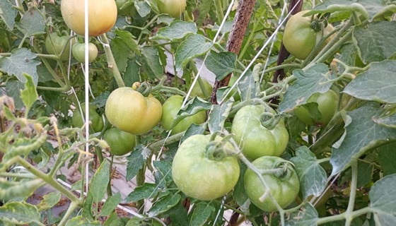 মাধবপুরে টমেটো চাষে সংবাদকর্মীর সফলতা