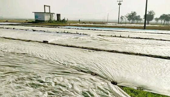 কাহারোলে বোরো বীজ তোলাকে রক্ষার জন্য পলিথিন ব্যবহার করছেন কৃষক