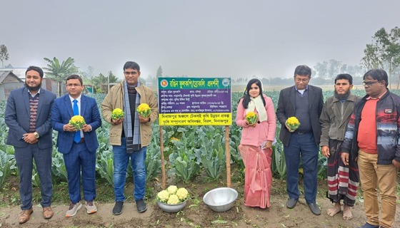 বিরলে রঙিন ফুলকপি’র প্রদর্শনী পরিদর্শন করলেন যুগ্ম-সচিব