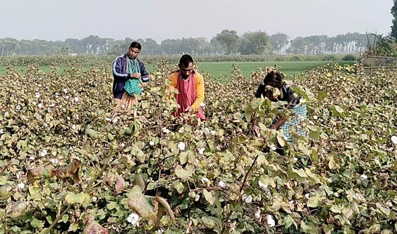 দৌলতপুরে শতকোটি টাকার তুলা চাষ: স্বাবলম্বী দৌলতপুরের তুলা চাষীরা