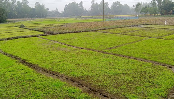 রায়গঞ্জে তীব্র শীত ও ঘন কুয়াশায় বীজতলা ক্ষতি আশংকা
