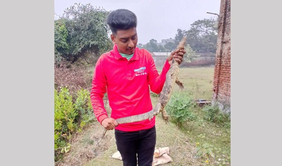 দৌলতপুর ও ডুমুরিয়া থেকে গুইসাপ এবং খৈয়া গোখরো সাপ উদ্ধার