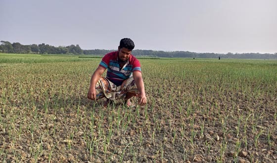 শৈলকুপায় ওষুধ দিয়ে ৭ বিঘা জমির পেঁয়াজ মেরে দিল দুর্বৃত্তরা