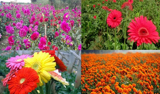 কালীগঞ্জে ৩ দিবস কে সামনে রেখে ক্ষেত পরিচর্যা করছেন ফুল চাষিরা