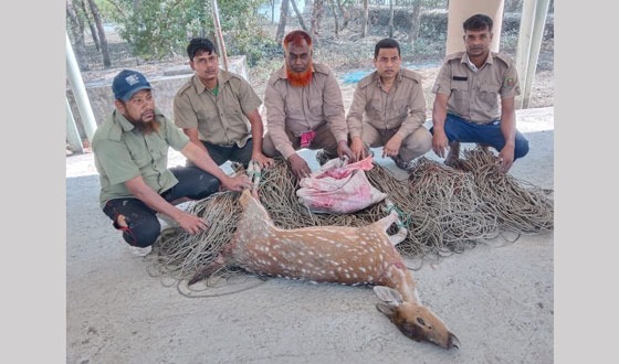 সুন্দরবনে মৃত হরিণ, মাংস ও ফাঁদ উদ্ধার