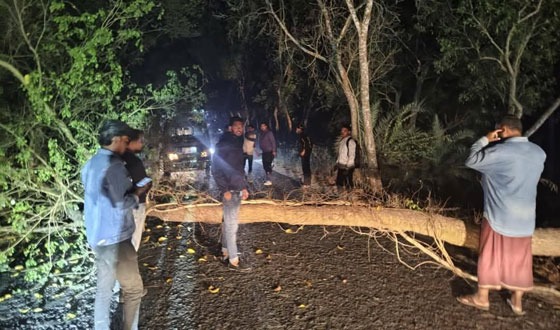 পত্নীতলায় মধ্যরাতে সড়কে গাছ ফেলে ডাকাতি