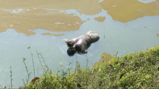 মোহনপুর পুকুর থেকে ভ্যানচালকের  মরদেহ উদ্ধার