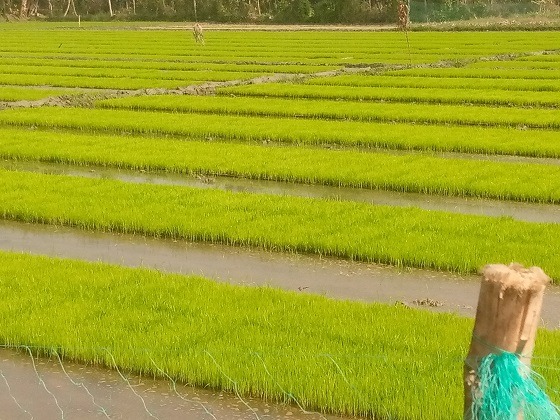 দিঘলিয়ায় সমলয় পদ্ধতিতে বোরো ধানের চাষ শুরু