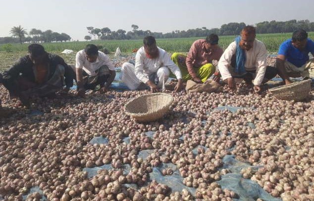বাঘায় ভাল দাম না পেয়ে পেঁয়াজ চাষিরা হতাশ
