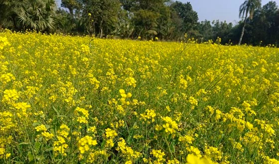 প্রান্তজুড়ে মনমাতানো হলুদ সরিষার ফুল