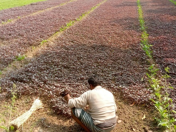দিঘলিয়ার সবজি চাষে সাফল্য কৃষক