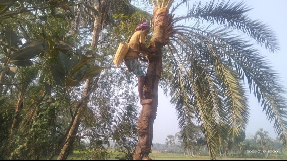 প্রাচীন ছেড়ে ভিন্ন এক পদ্ধতিতে খেজুর রস সংগ্রহ
