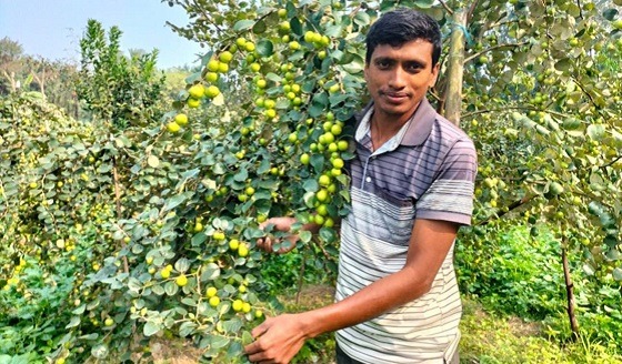 তালায় কুল চাষে ঝুকছেন চাষিরা